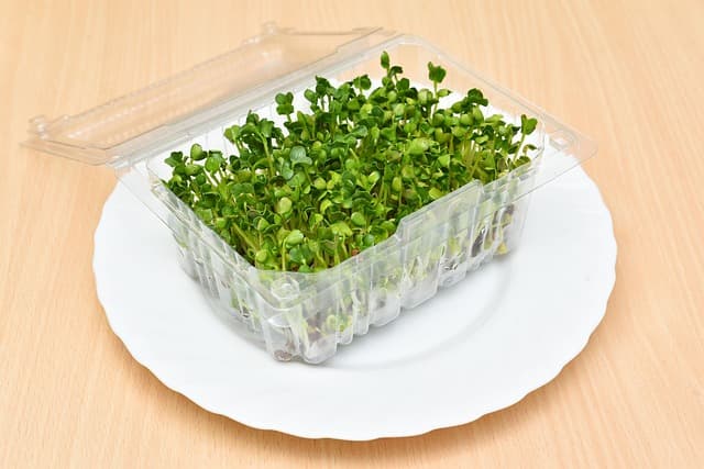 봄철 새싹 채소 안전 재배 체크리스트