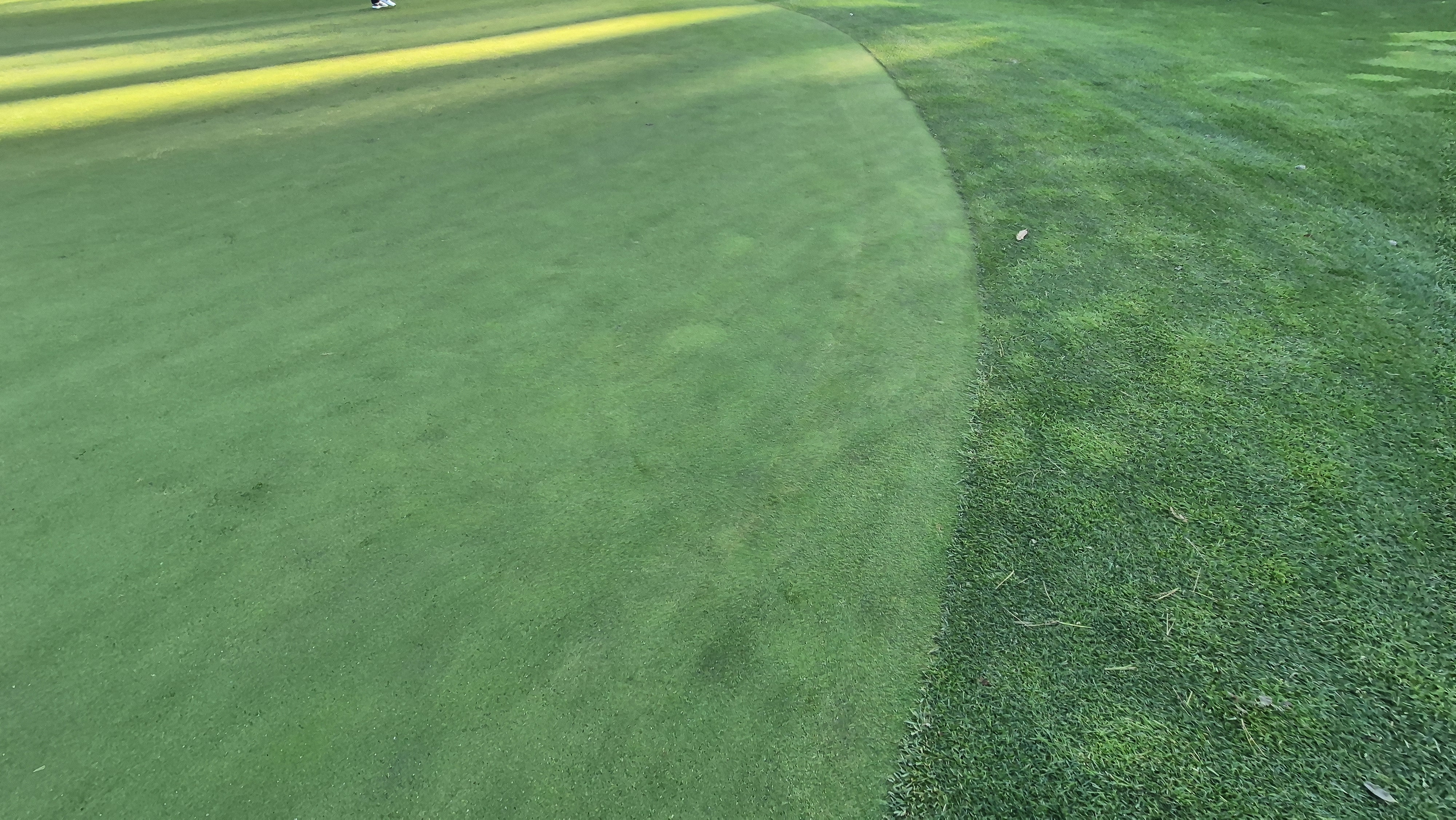 레이캐슬cc 그린관리상태