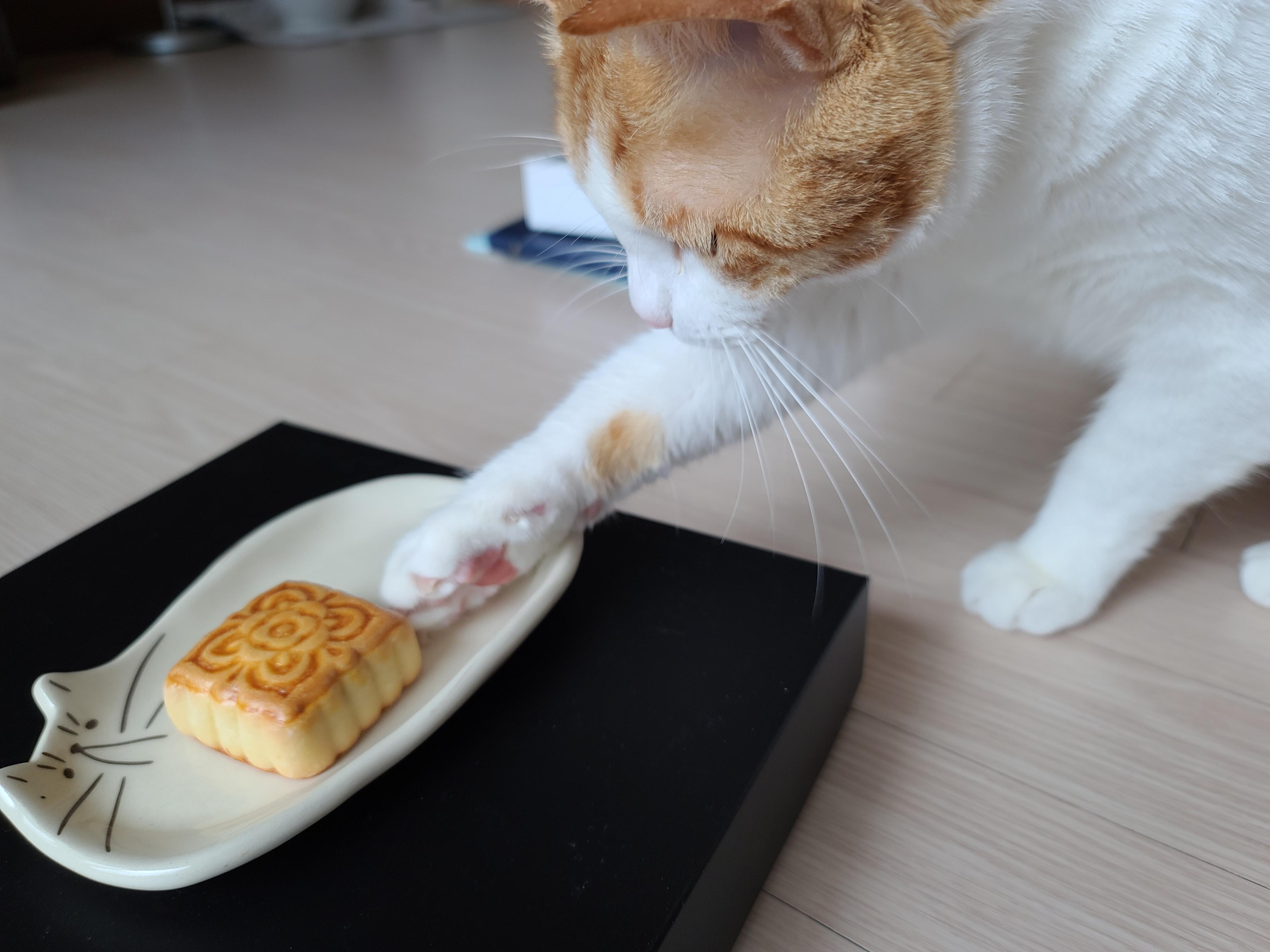 막둥이 치즈고양이 삐용이