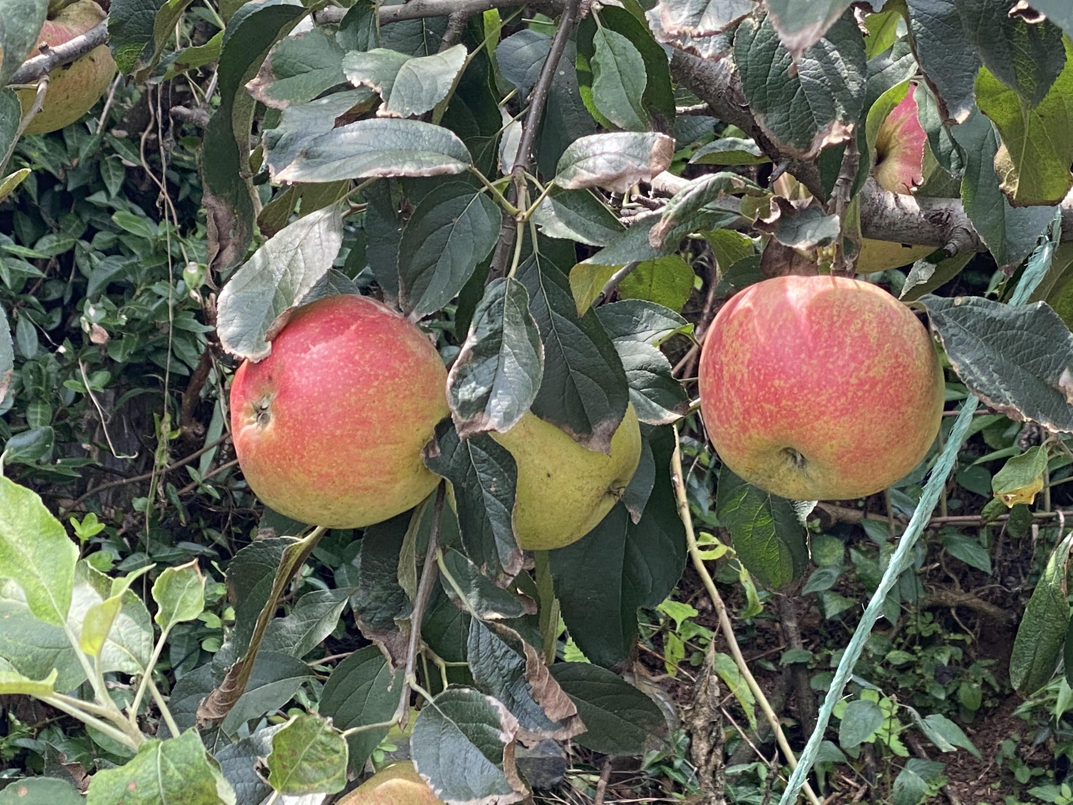 Alt 속성 문제 해결 설명 이미지