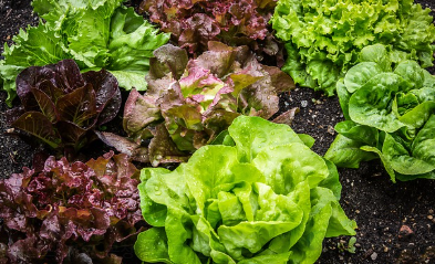 상추 파종시기와 거름 주는 방법 총정리 1