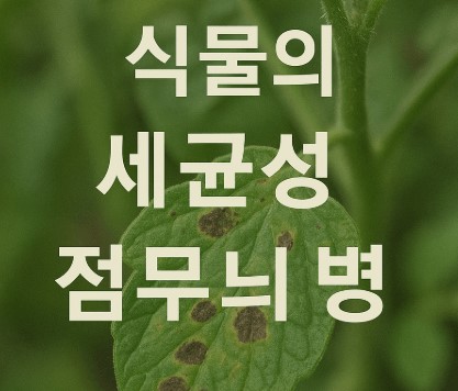 고추·토마토 작물 등의 세균성 점무늬병 병해 사진