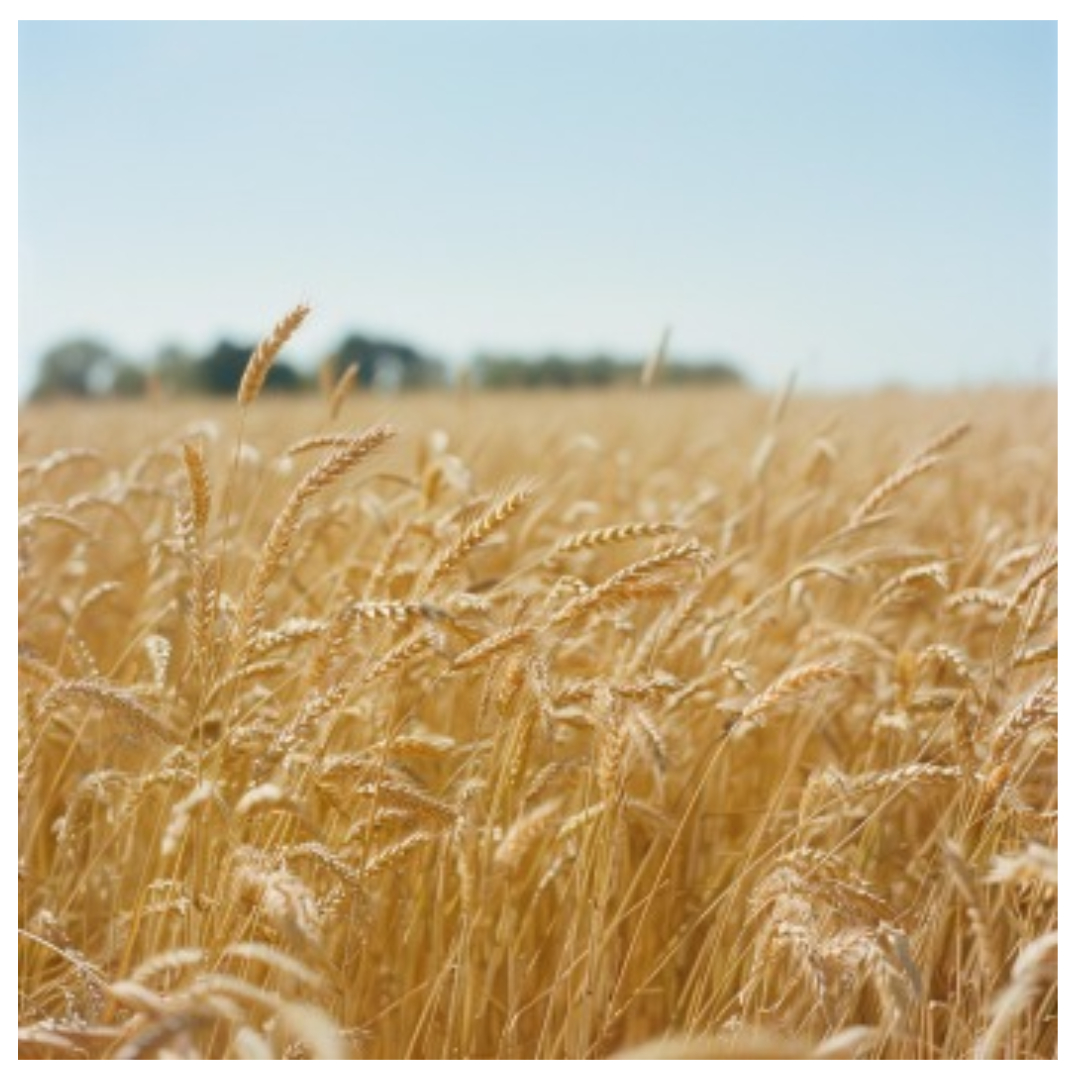 맥주효모와 관련된 사진입니다.