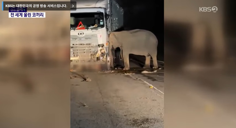 어미 코끼리의 슬픈 행동