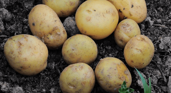 위 건강 회복에 좋은 식단