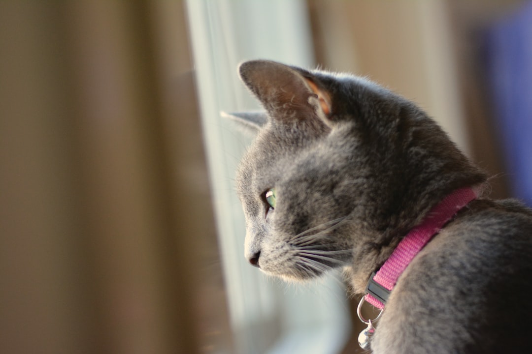 Gray cat.