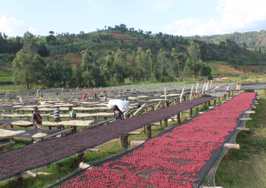 coffee dry processing