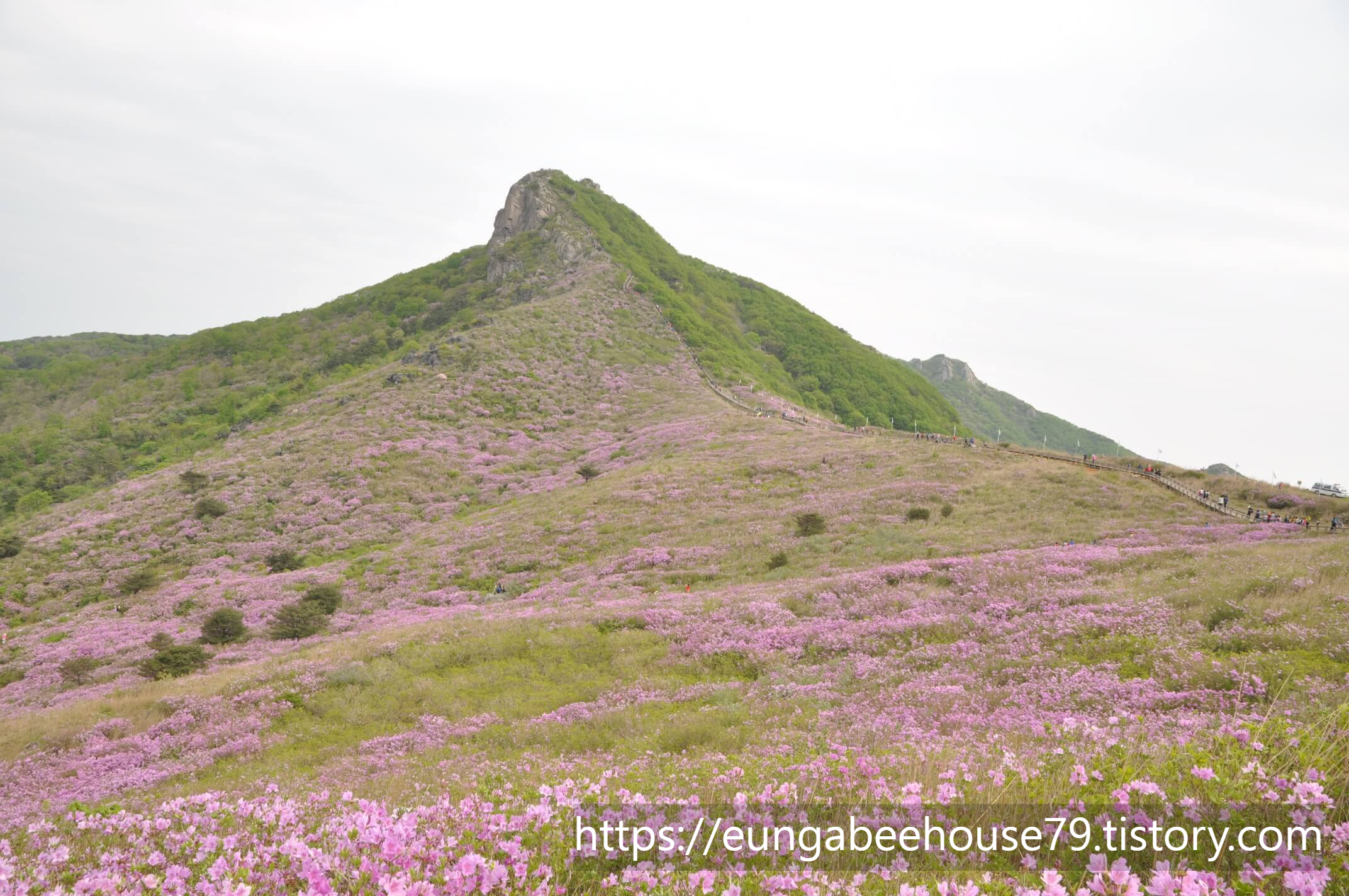 산청 황매산 철쭉제