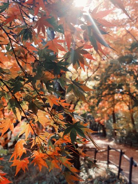 단풍여행 추천지