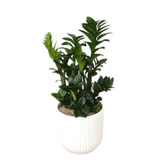 보석금전수 물주기 키우기 잎꽂이 꽃 노란잎 관리 재물운_3