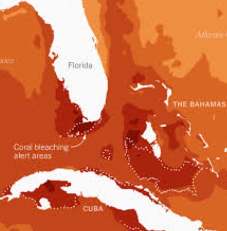 플로리다 수온 최고기록