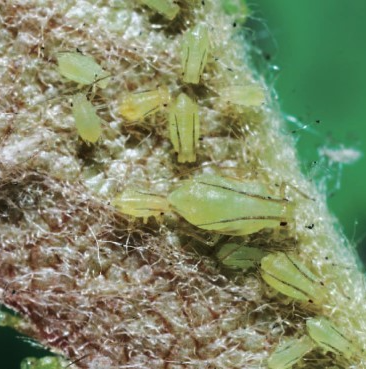 복숭아혹진딧물 약충피해