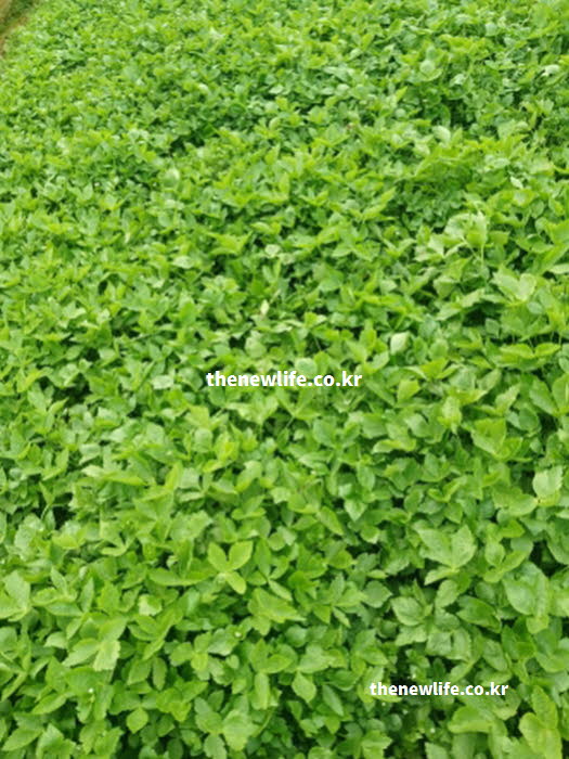 참나물 효능의 시력 보호에 중요한 비타민 A가 풍부한 참나물 실사진