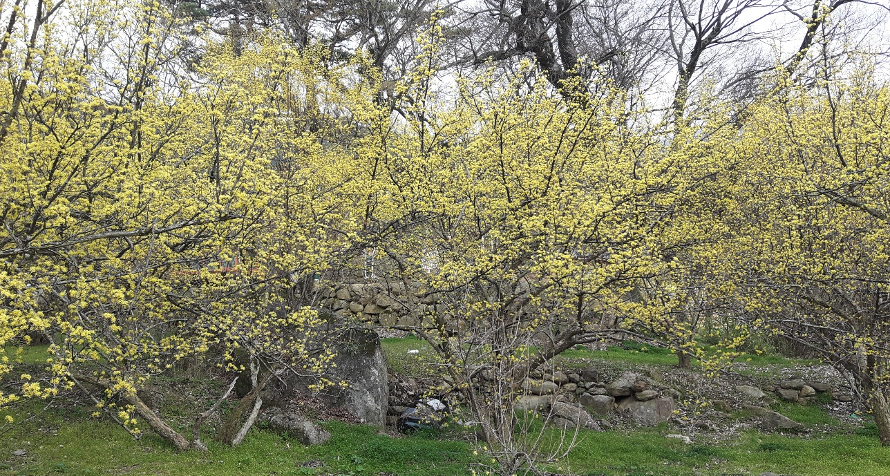 산동마을 봄맞이 산수유꽃 (감성코스, 마을풍경, 추천스팟)