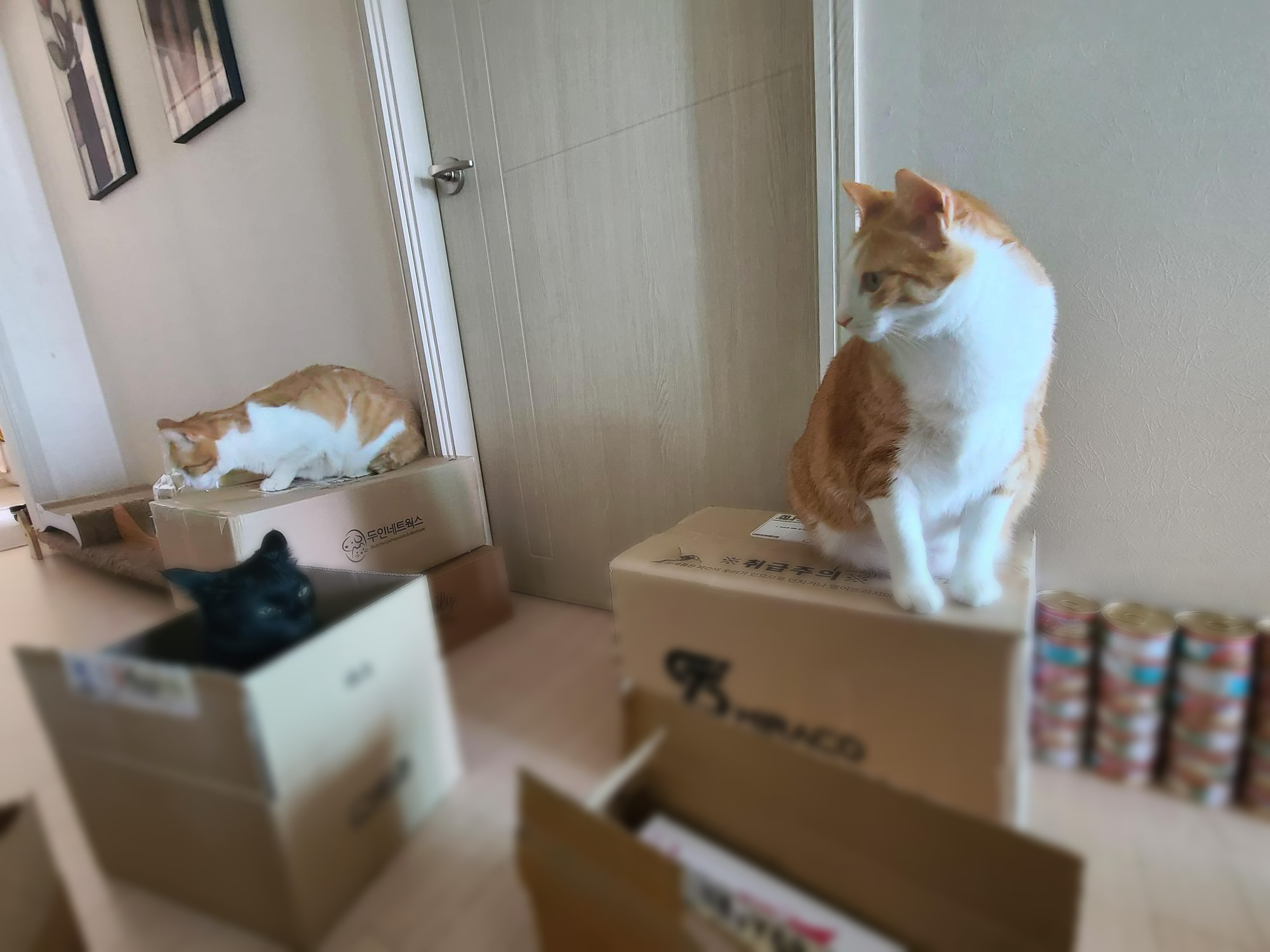 엄마껌딱지 건이는 박스신상묘! 그리고 아들고양이 삼총사는 늘 엄마집사를 지킨다.