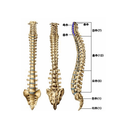 고혈압, 척추와 관절 건강에도 위협 요인
