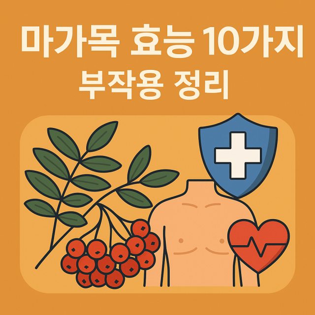 마가목 효능 10가지와 부작용을 정리한 대표 이미지로 약용 식물과 건강 아이콘이 포함된 디자인