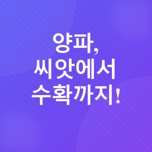 양파 재배_1