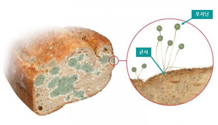 곰팡이 확대 그림 출처 코메디닷컴