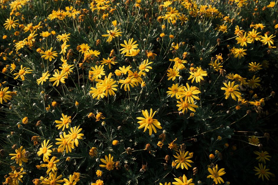 A beautiful cluster of vibrant yellow daisies captured in full bloom outdoors.