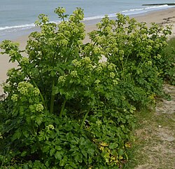 Smyrnium olusatrum, 일반적인 이름 알렉산더 (또는 alisander)는 유럽의 지중해와 대서양 연안 지역 주변의 폐기물 땅과 울타리에서 자라는 Apiaceae (Umbelliferae)의 식용 꽃 식물입니다.