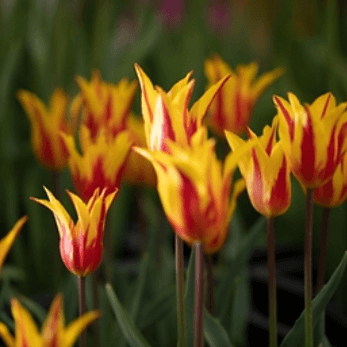 2024 태안 세계튤립꽃박람회 일정 이용 요금 총정리