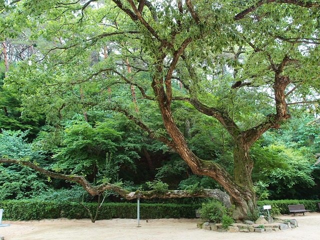trees