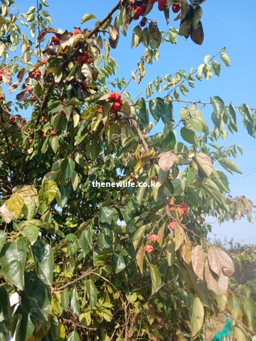 잎과 열매 가지 등 버릴 것 없이 전체를 약재로 사용하는 야생 꾸지뽕 나무 확대 사진