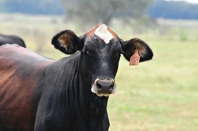 축산물품질평가원 축산물 이력제 확인 방법 조회 절차_8