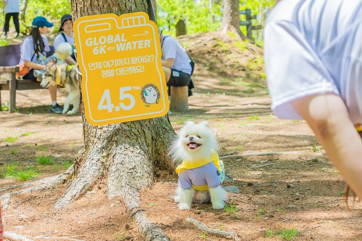2025 댕댕트레킹 일정 및 프로그램 총정리 &ndash; 하이원리조트 반려견 축제, 강형욱 북콘서트