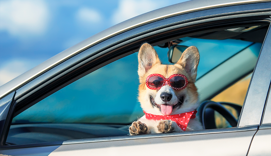 반려동물 여행관련 사진