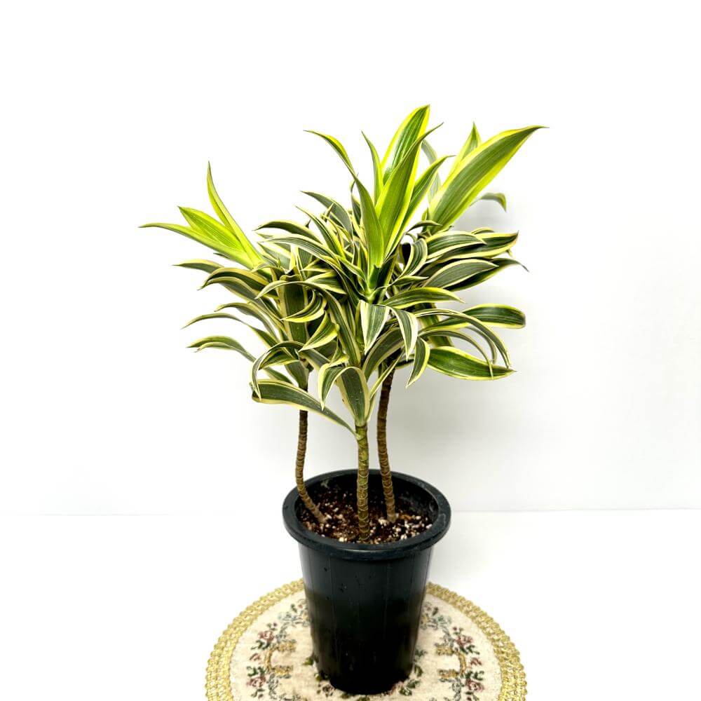 송오브 인디아 키우기