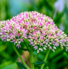 건조하고 척박한 땅에서도 잘 자라는 큰꿩의비름