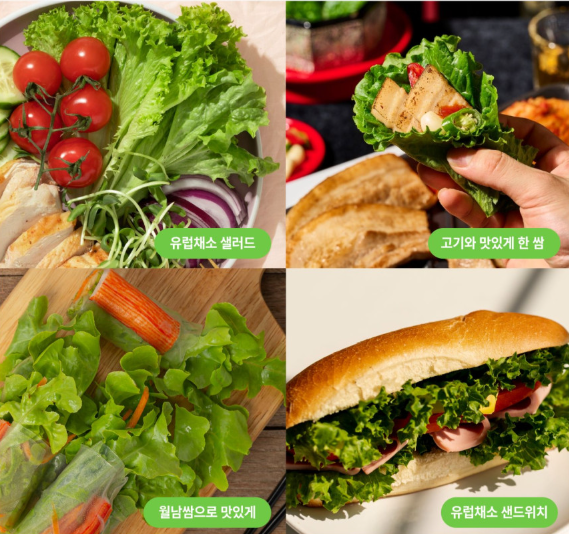 6시내고향 유럽쌈채소 경남 밀양 밀양상회