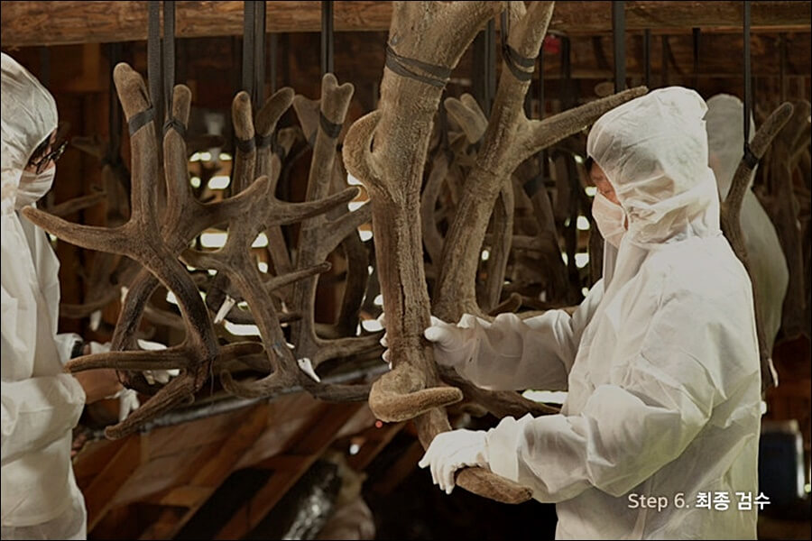 구전녹용 효능 가격 정보 (임영웅 건강식품)