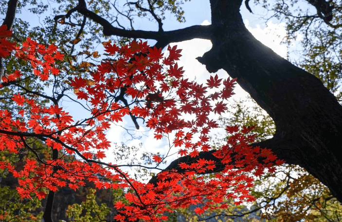 국내 가을 여행지, 단풍 여행
