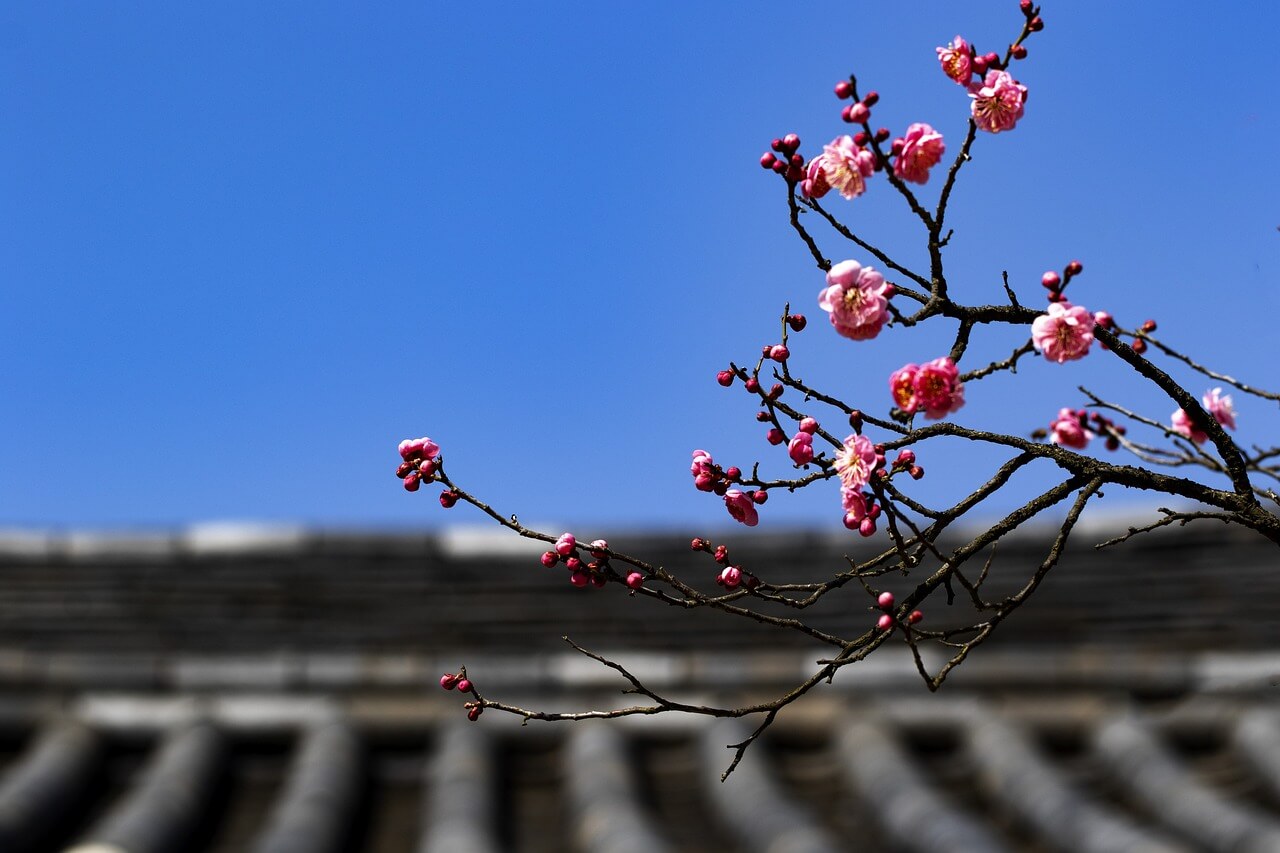 꽃놀이 명소 Best 5 추천