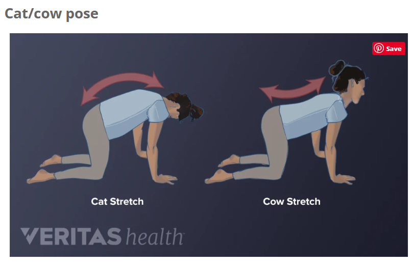 고양이-소 자세