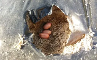 땅콩 심는 시기 수확시기 모종 파종_9