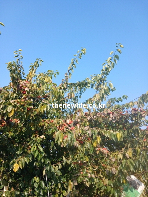 9월에서 11월 제철을 맞아 양지바른 곳에서 자라는 야생 꾸지뽕 나무