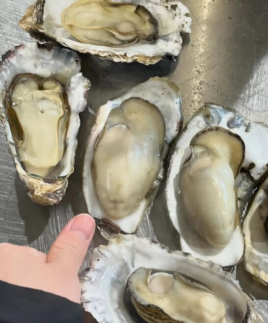 6시내고향 경남 통영의 수산물 전문점 통영자성수산 비단가리비 주문방법