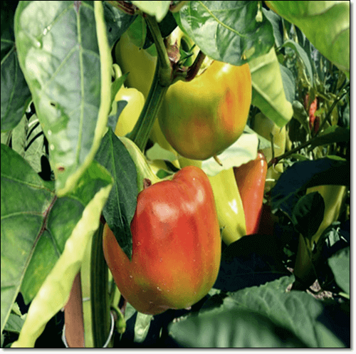 파프리카 먹는 법과 주의점