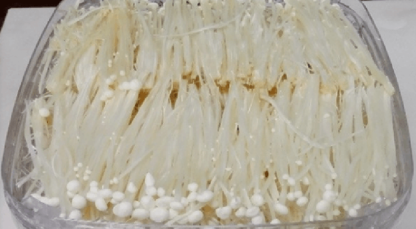 팽이버섯 효능으로 섭취 하기 위해 많은 양의 팽이버섯이 유리 그릇에 담겨 있다