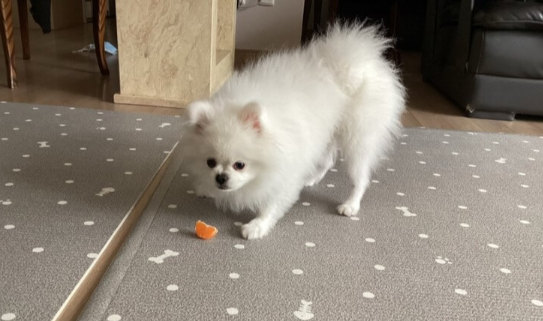 귤_먹는_강아지
