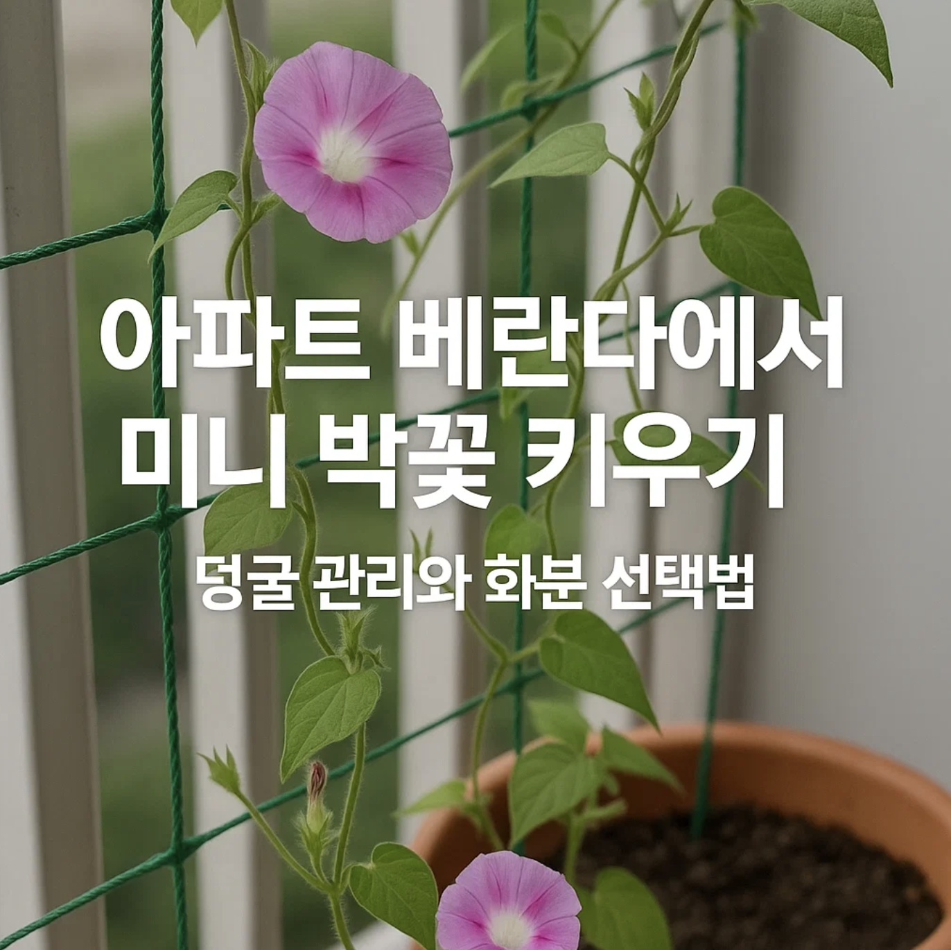 아파트 베란다에서 미니 박꽃 키우기, 덩굴 관리와 화분 선택법