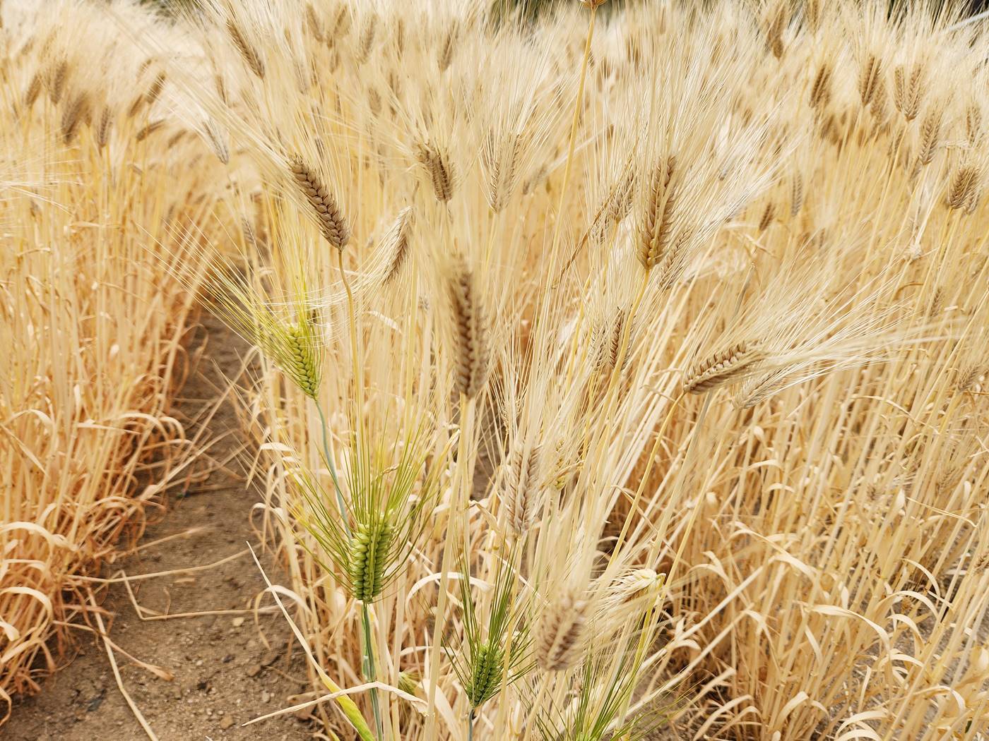 보리 Barley