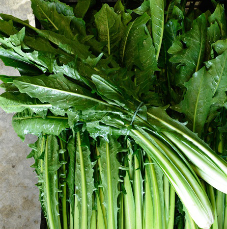 치커리 효능 부작용 먹는법 한눈에 정리