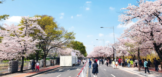 여의도 윤중로