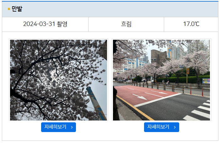 부산-남천동-벚꽃현황