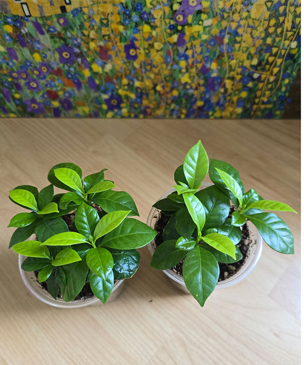 좁은 화분에 여러 그루가 함께 있던 모습